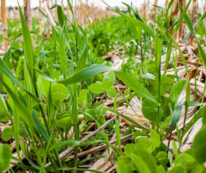 The Role of Cover Crops in Veganic Gardening: Which Ones to Choose and Why